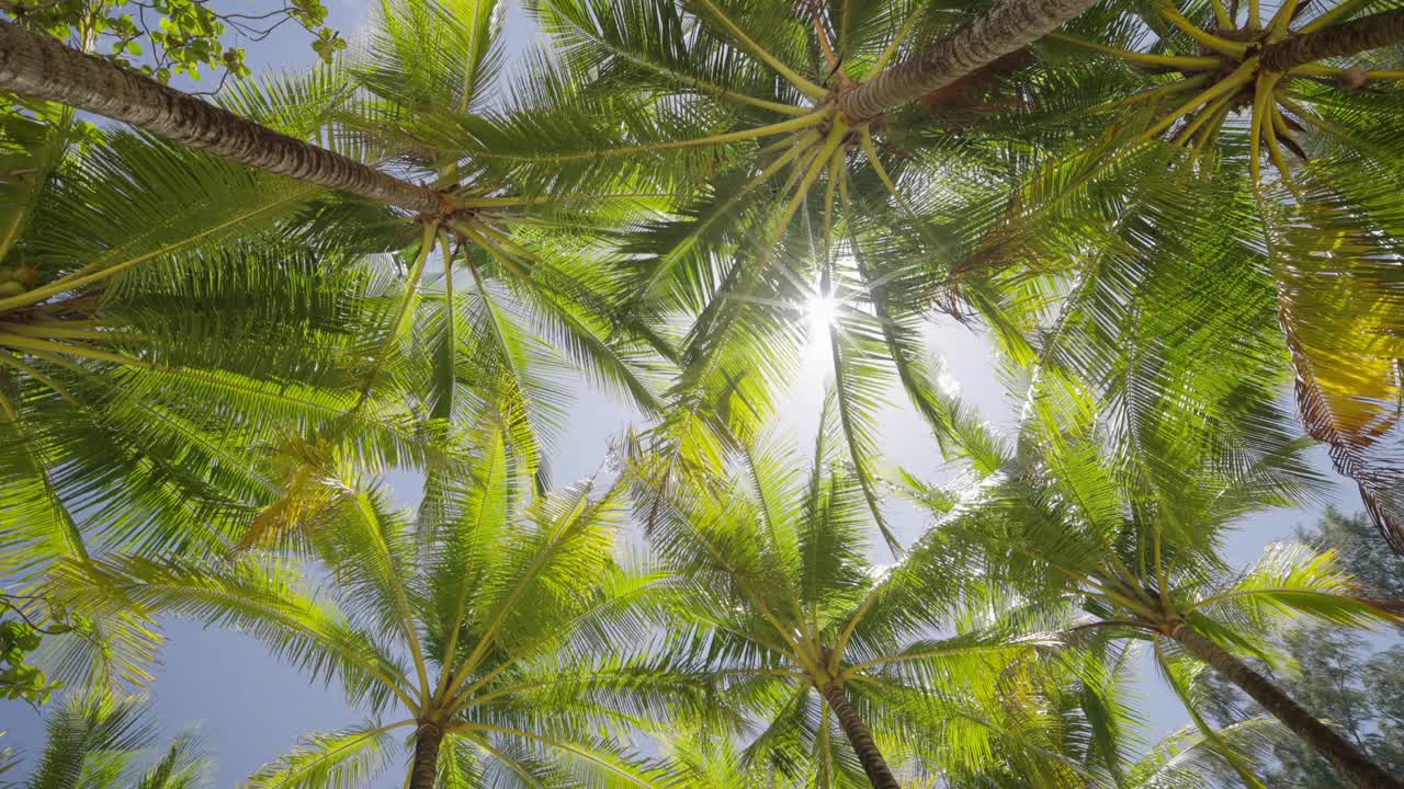 阳光透过棕榈树宁静的海滩夏日岛。棕榈春低角度观景自然异域天空。视频素材