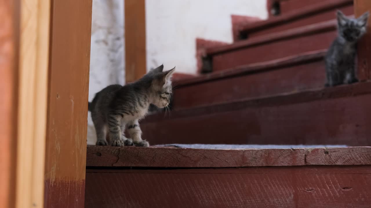 一群近亲繁殖的小猫在木台阶上休息视频素材