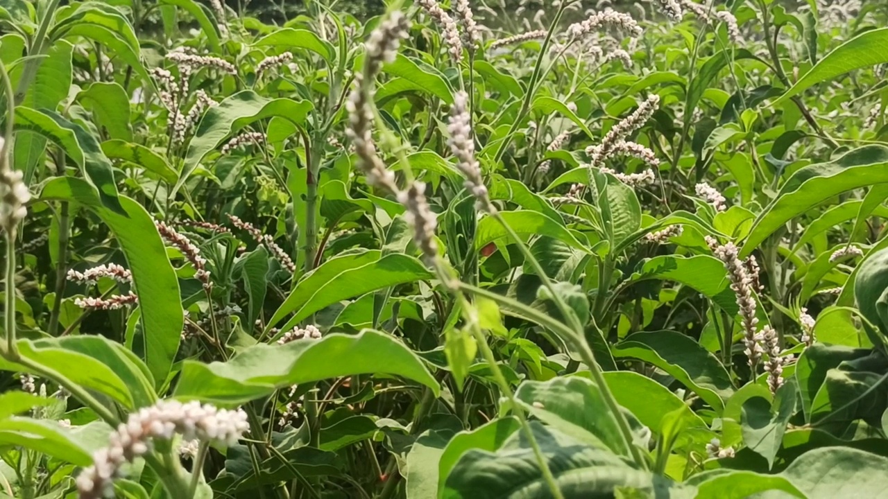 野花视频素材