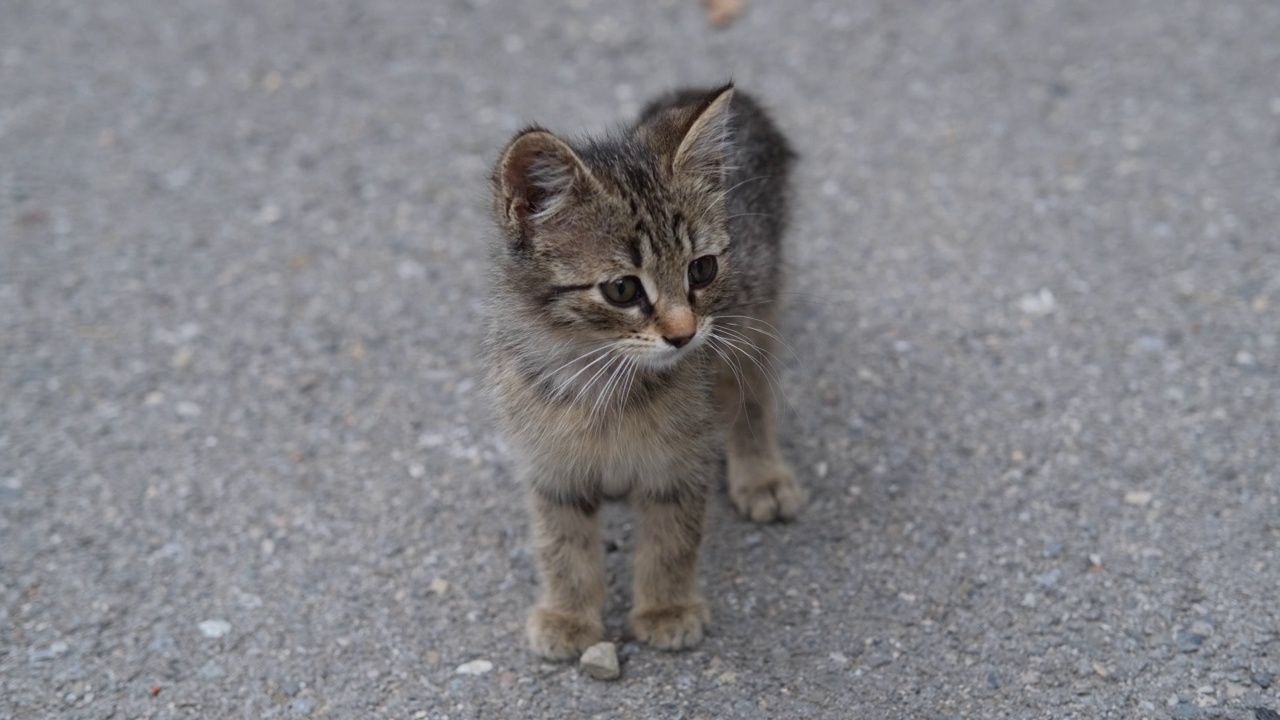 可爱的小猫走在街上的肖像视频素材