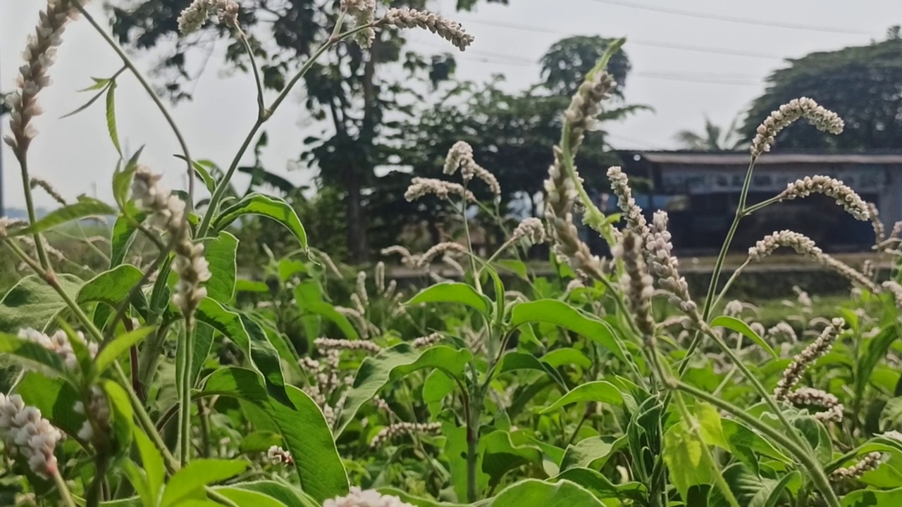 野花视频素材