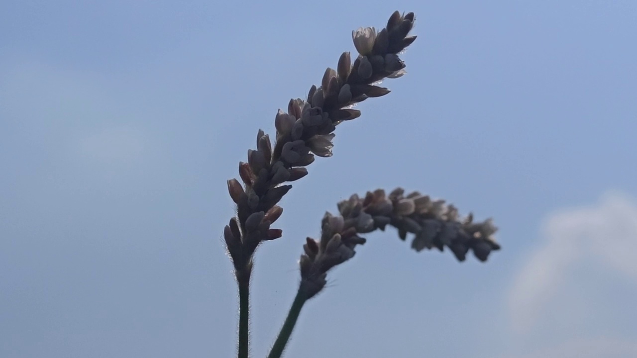 野花视频素材