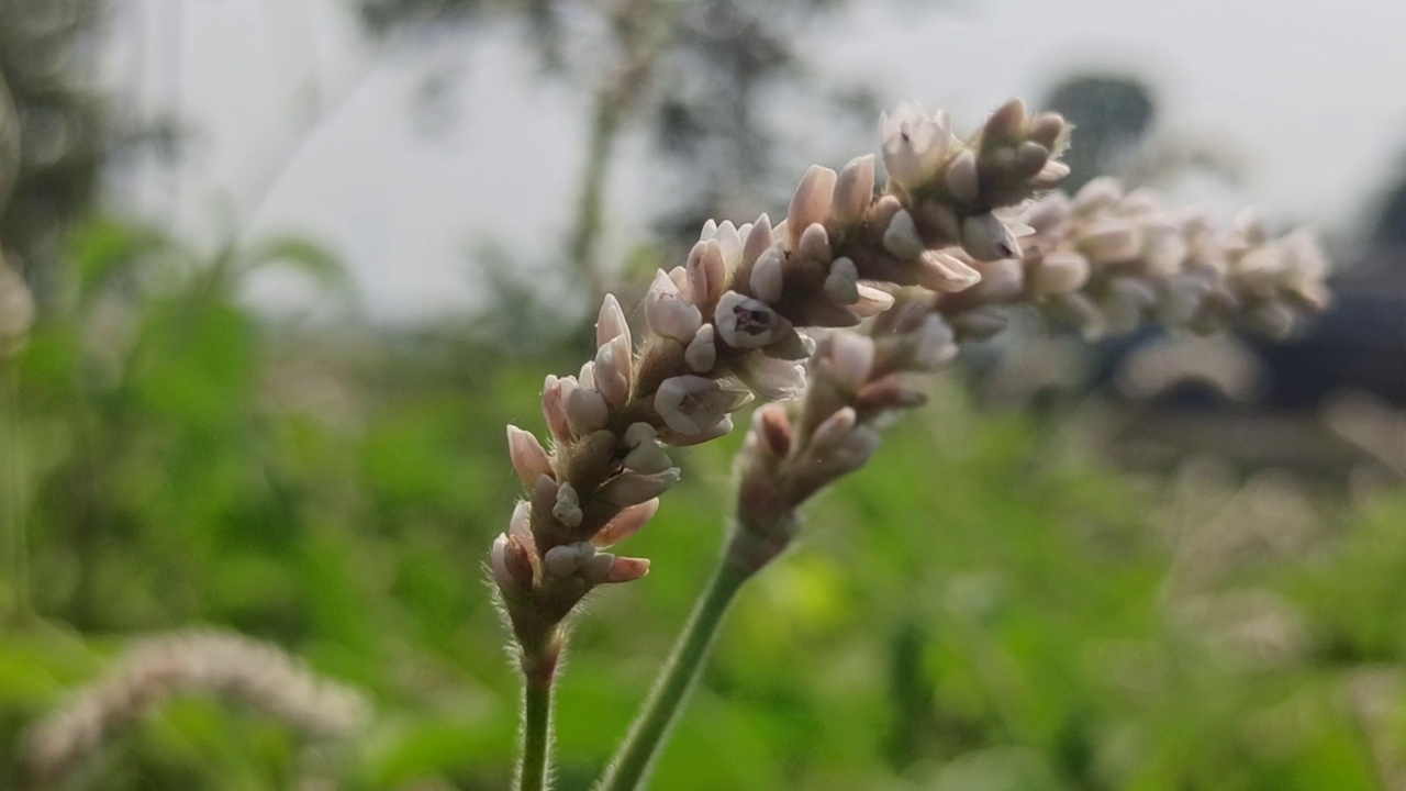 野花视频素材