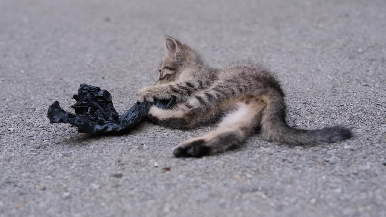 在户外玩塑料袋的流浪小猫视频素材