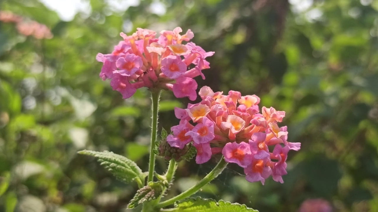 马樱丹属卡马拉视频素材