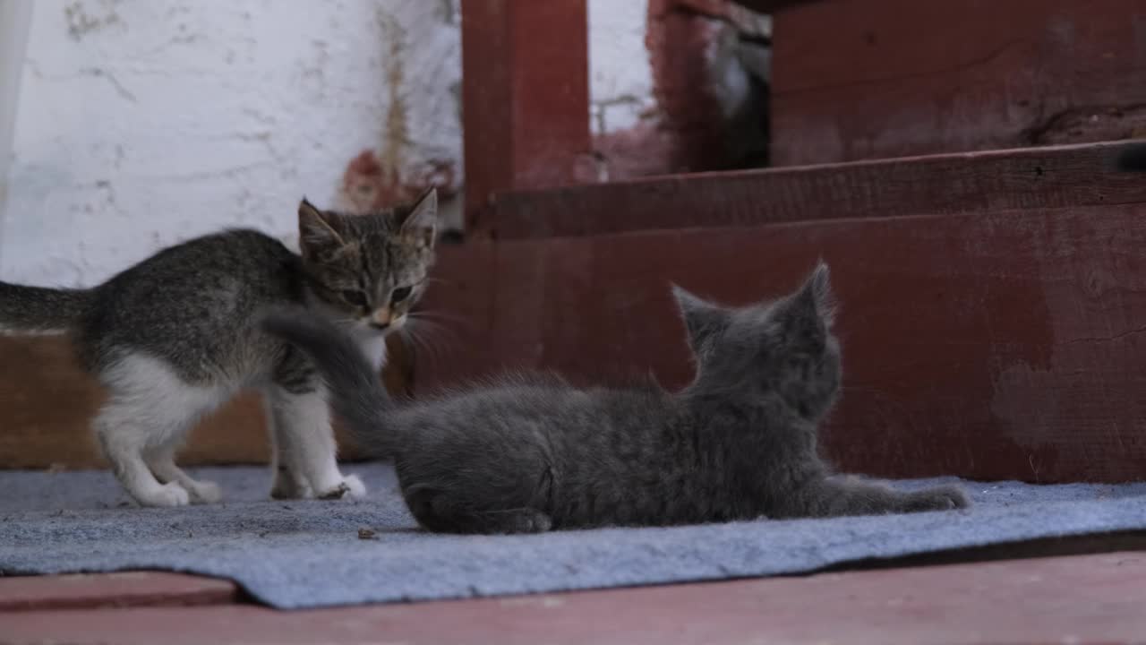 三只流浪小猫在木台阶上玩耍视频素材