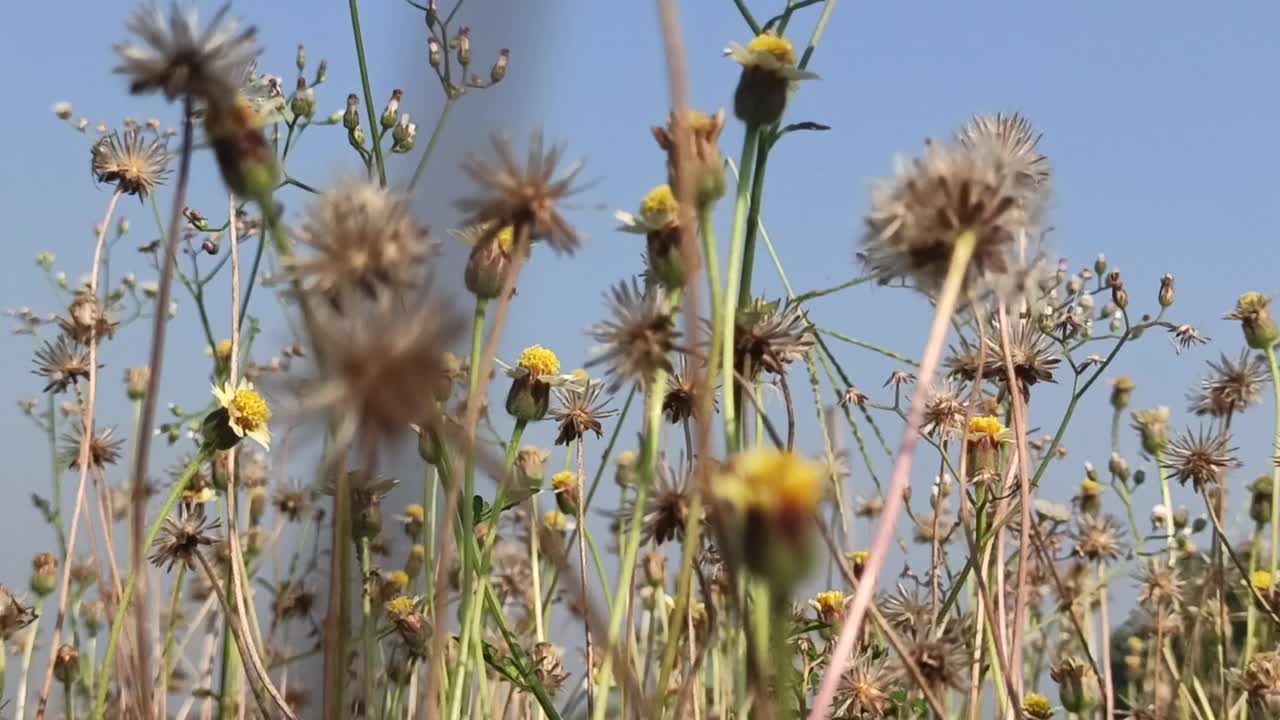 小花视频素材