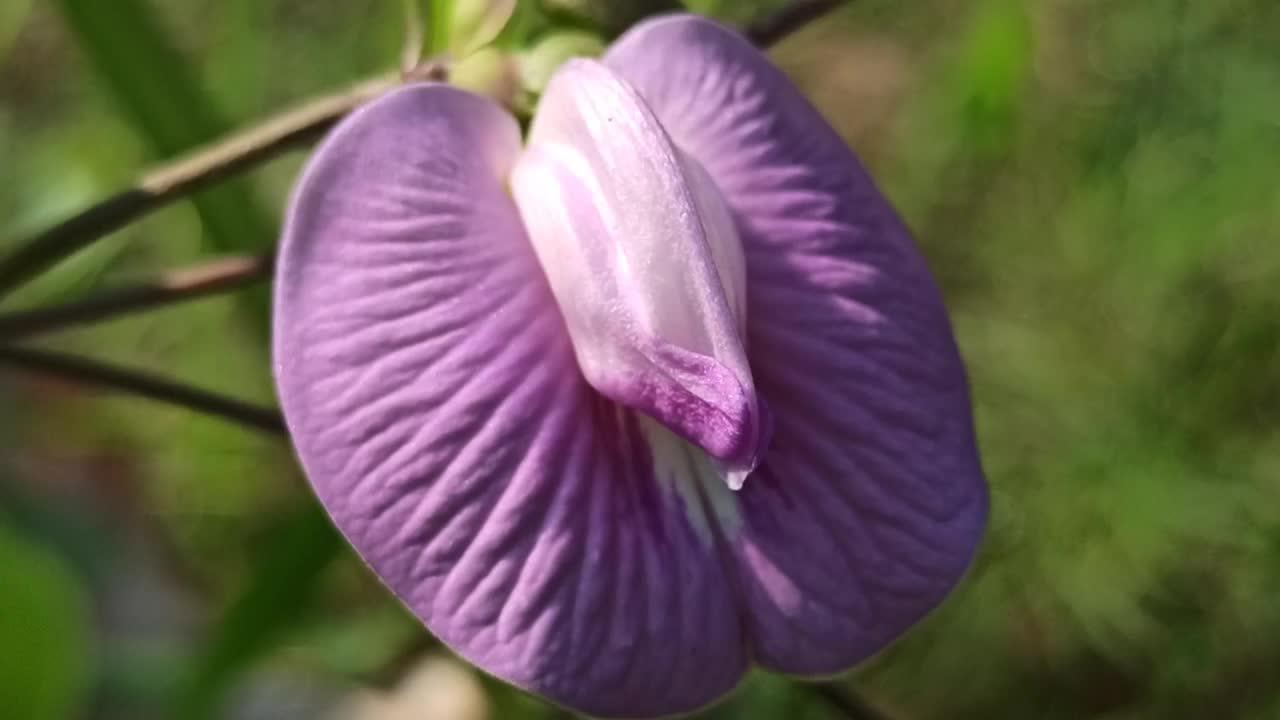 Clitoria ternatea视频素材