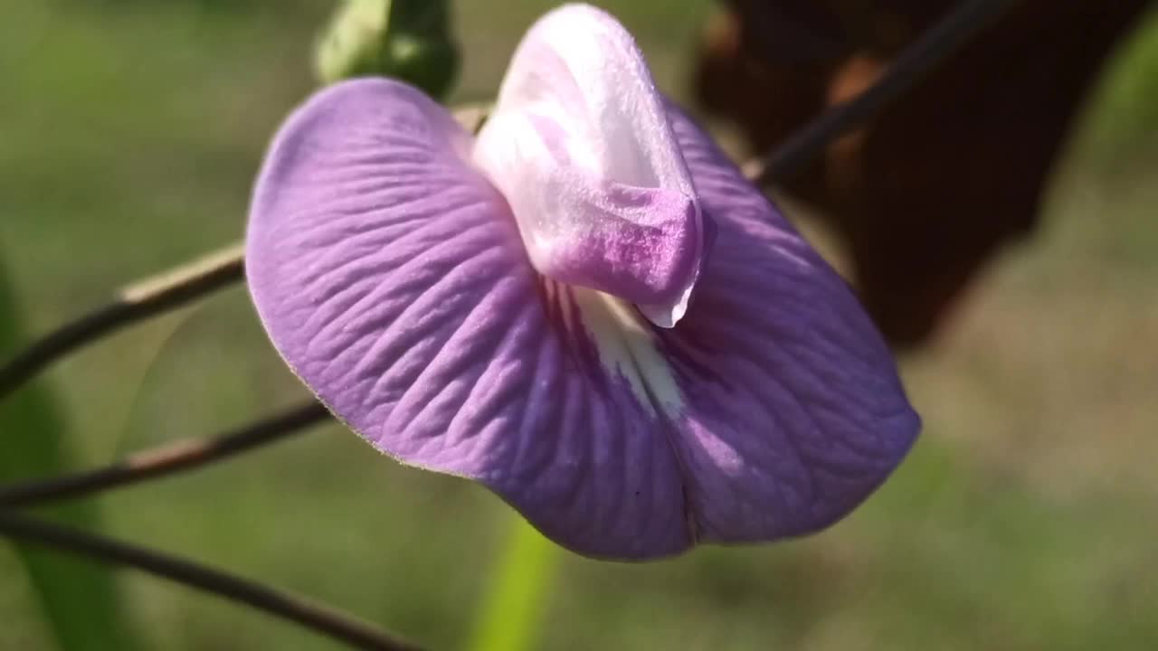 Clitoria ternatea视频素材