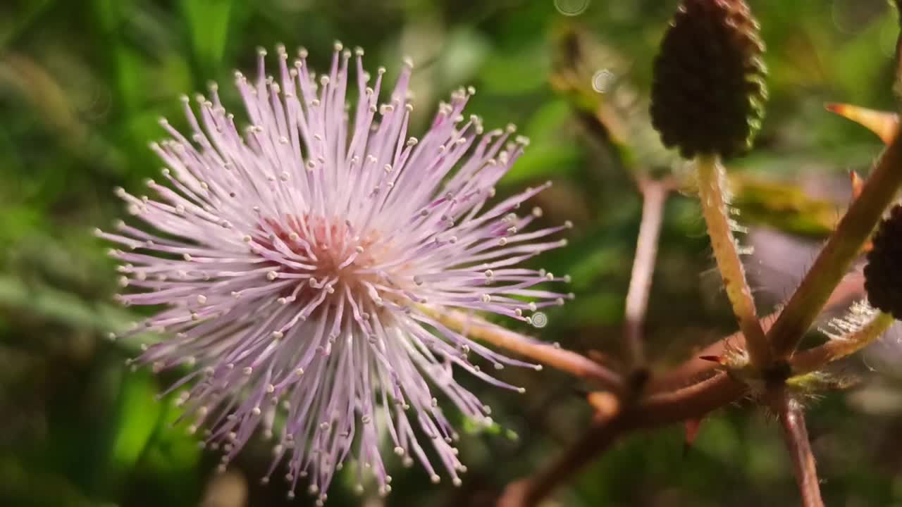 含羞草花视频素材