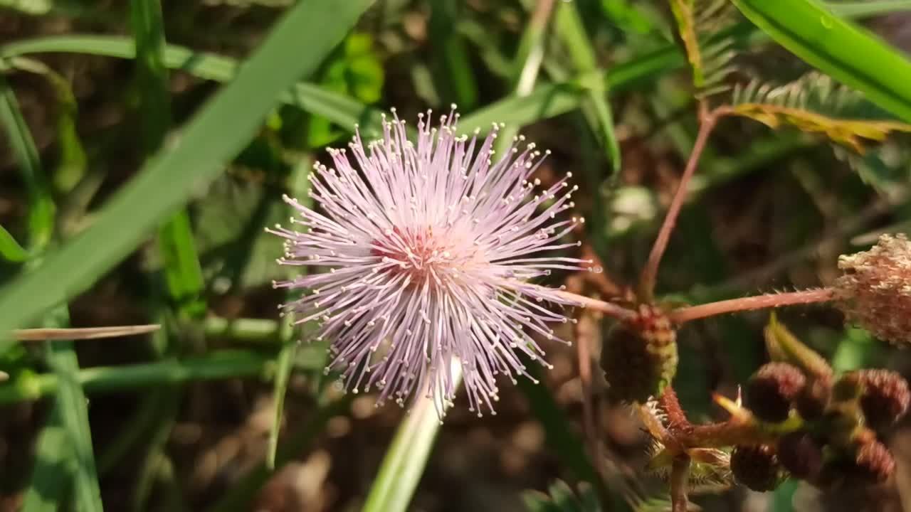 含羞草花视频素材