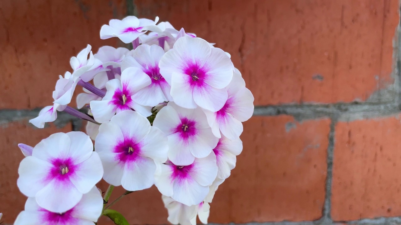 白色和粉红色的夏夹竹桃花在风中摇摆，在砖墙的背景花园视频素材