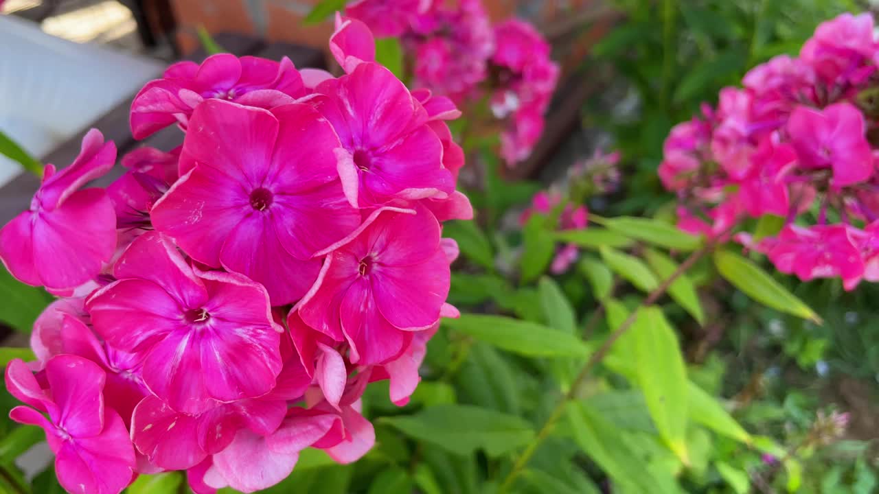 粉红色的夏夹竹桃花在花园里随风摇摆。视频素材