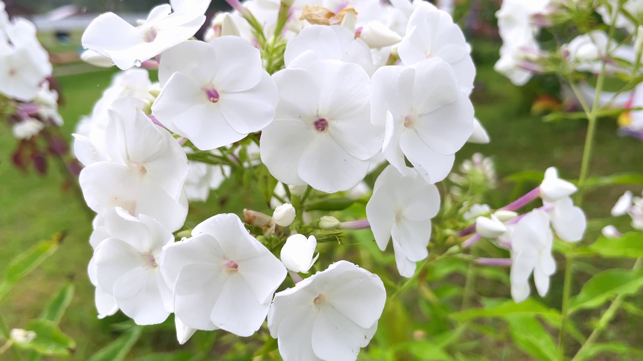 白色的夏夹竹桃花在花园里随风摇摆。视频素材