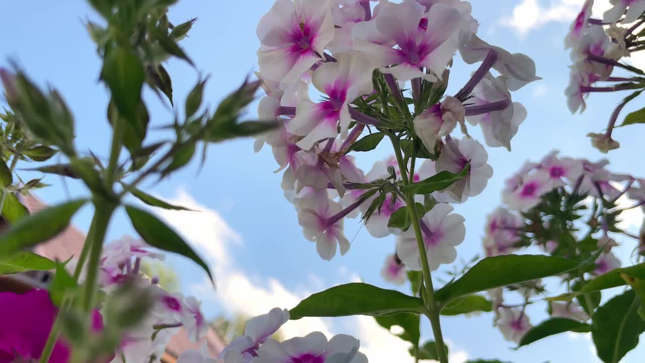 白色和粉红色的夏夹竹桃花在风中摇摆在花园的天空背景视频素材