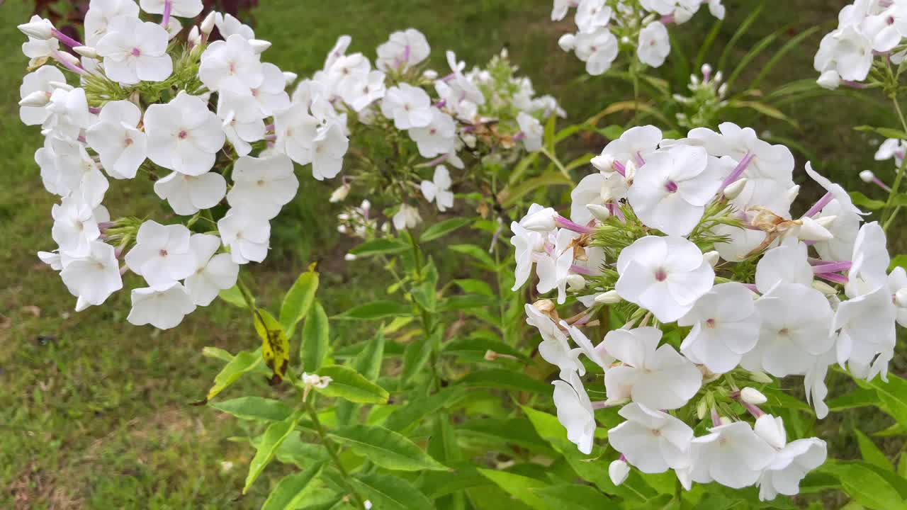 白色的夏夹竹桃花在花园里随风摇摆。视频素材