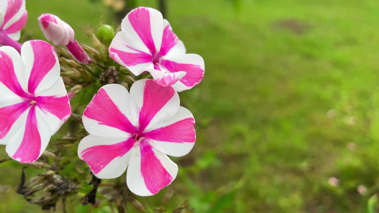 白色和粉红色的夏夹竹桃花在花园里随风摇摆。视频素材
