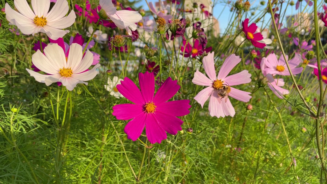 蜜蜂在花园里五彩缤纷的宇宙花中采集花蜜视频素材