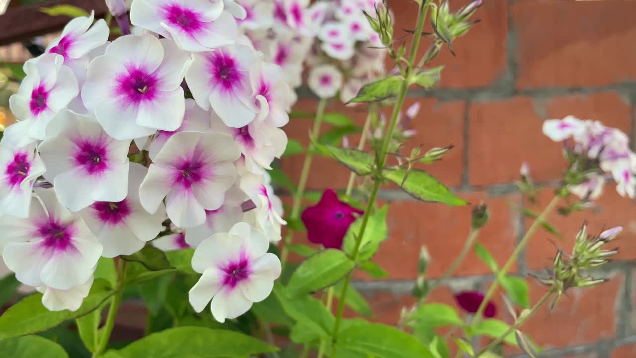白色和粉红色的夏夹竹桃花在风中摇摆，在砖墙的背景花园视频素材