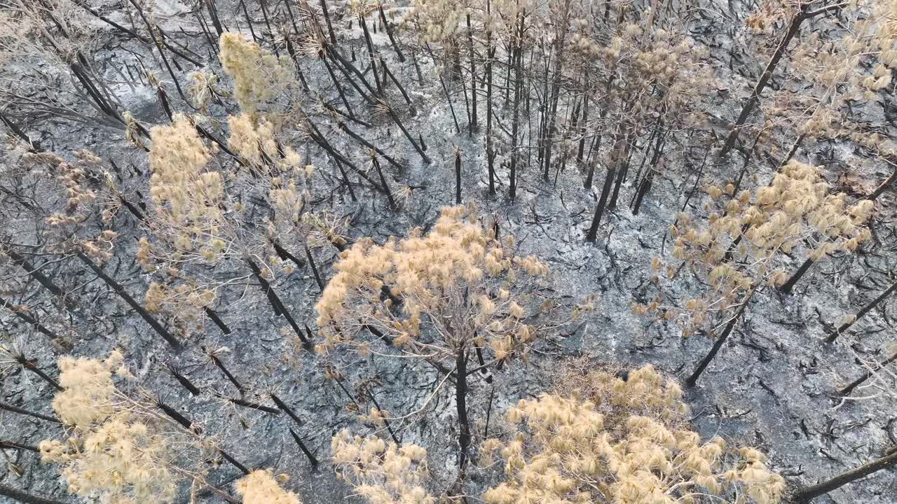 野火过后，被摧毁的森林地面覆盖着灰烬层和烧焦的死植被。自然灾害概念视频素材