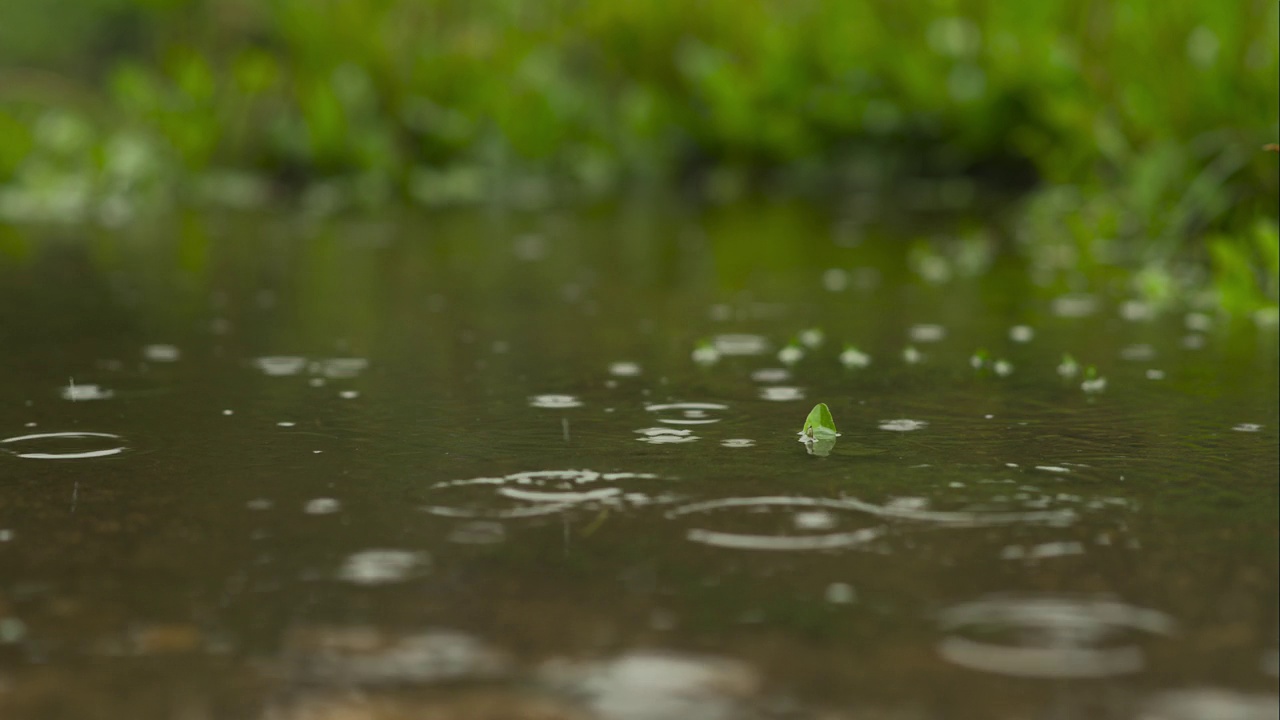 雨滴优雅地击打水坑与模糊的绿色背景视频素材