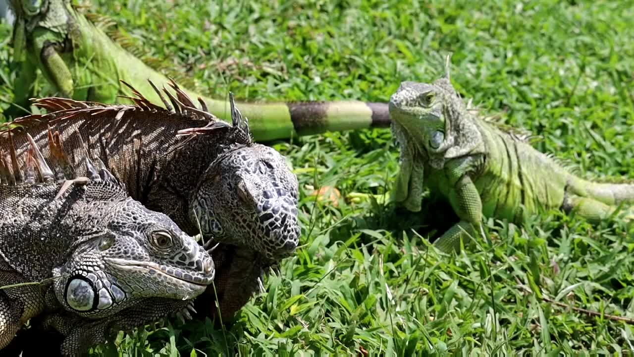 野生鬣蜥，濒危物种视频素材