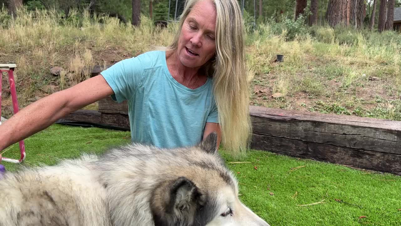 一名妇女梳理她的雪橇犬的画像视频下载