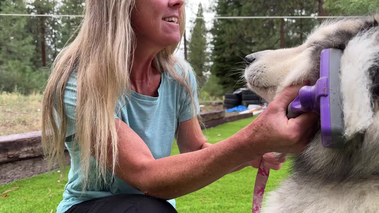 一名妇女梳理她的雪橇犬的画像视频素材