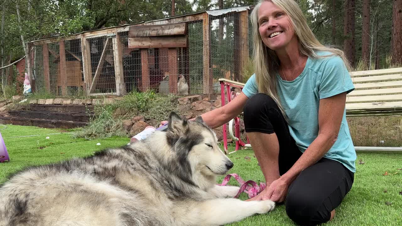 一名妇女梳理她的雪橇犬的画像视频素材