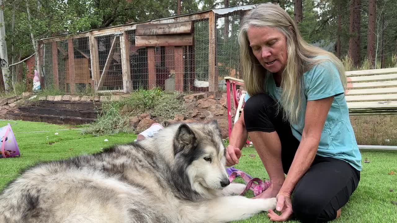 一名妇女梳理她的雪橇犬的画像视频素材