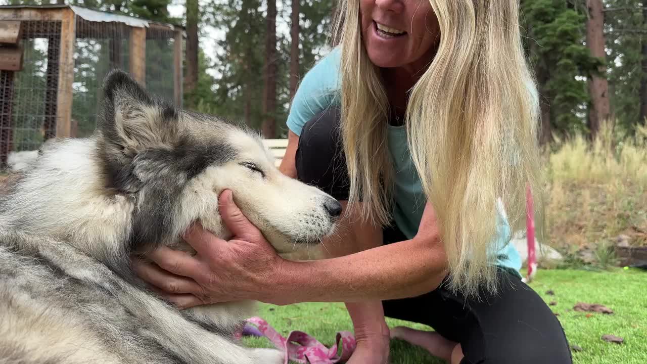 一名妇女梳理她的雪橇犬的画像视频素材