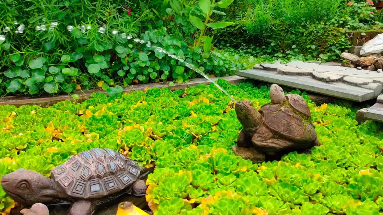 可爱的小花园池塘与龟形喷泉。视频下载