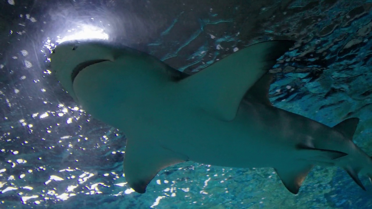 水族馆里的鲨鱼视频素材