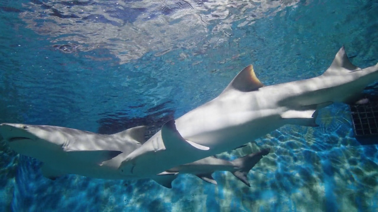 水族馆里的鲨鱼视频素材