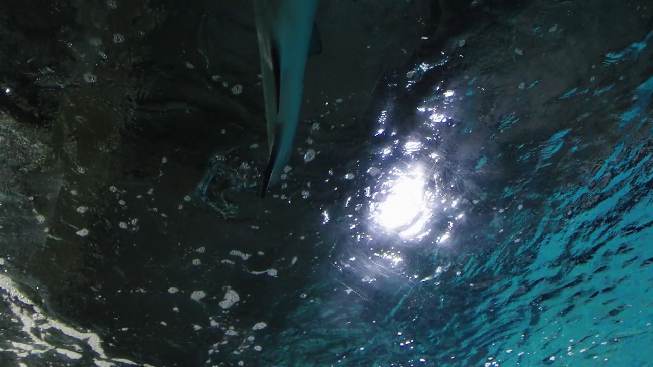 水族馆里的鲨鱼视频素材