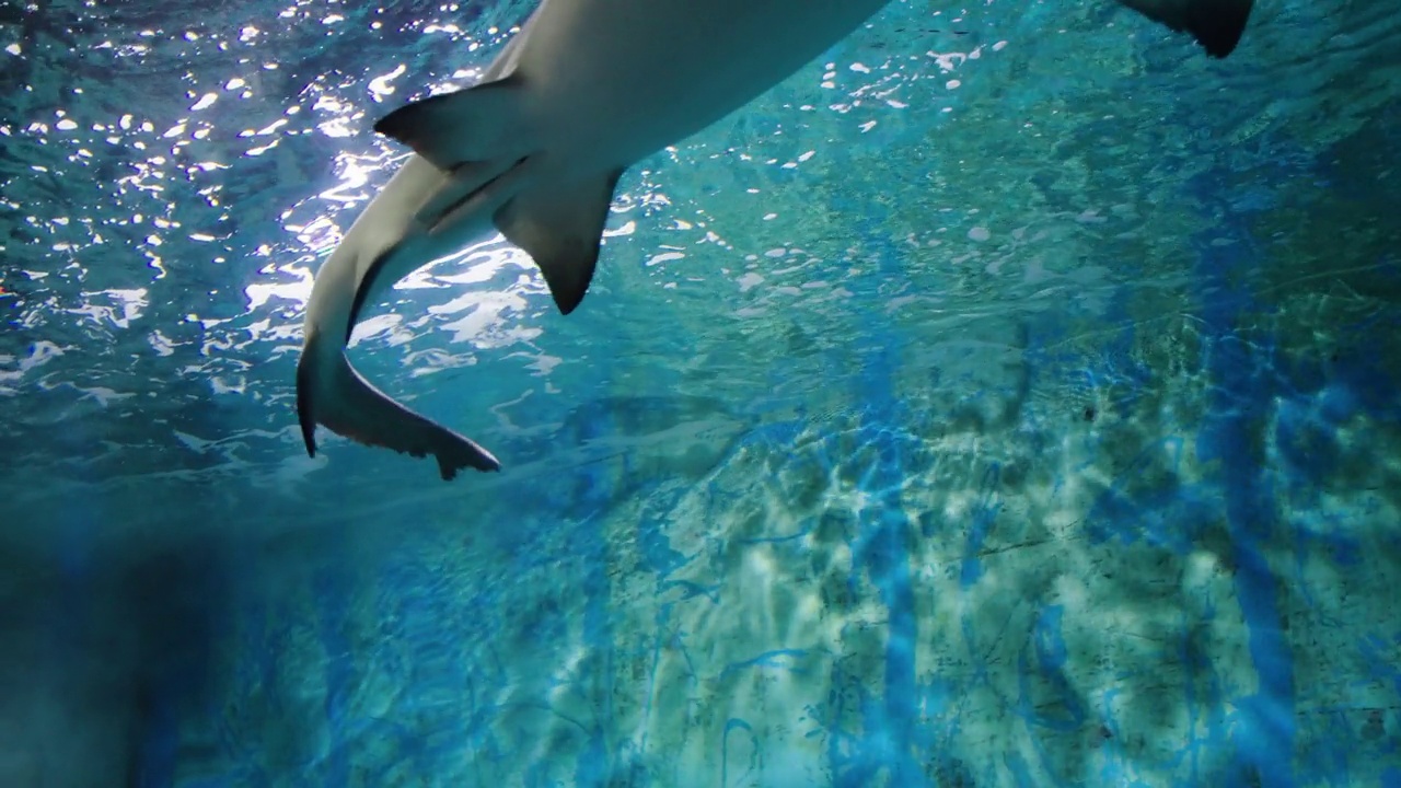 水族馆里的鲨鱼视频素材