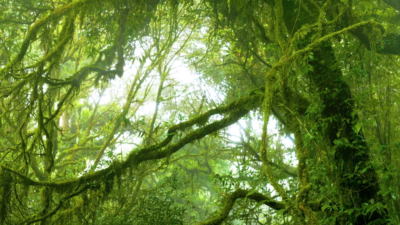 热带雨林的树木，阳光普照的树林里的树木，树根和苔藓，视频素材