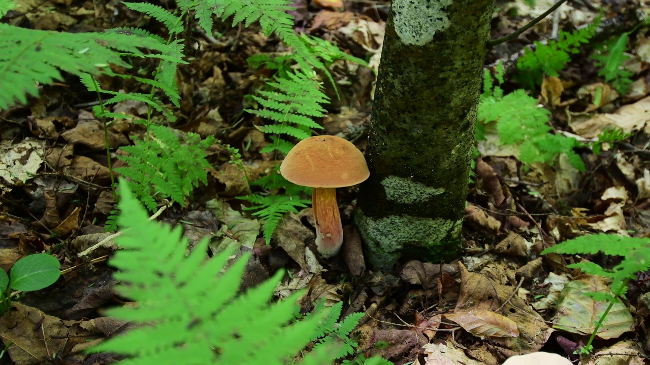 森林里的野蘑菇视频素材