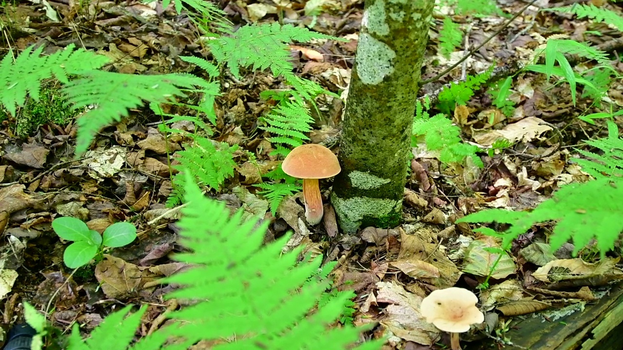 森林里的野蘑菇视频素材