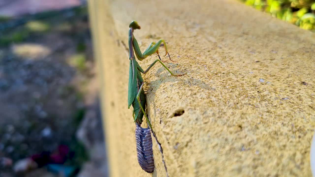 一只在花园墙上产卵的绿螳螂。她轻轻地旋转她的蛋盒视频素材