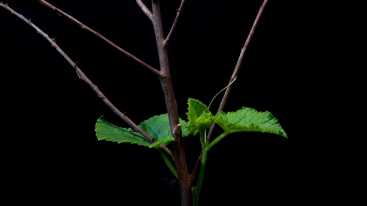 工作室拍摄-东方甜瓜(Cucumis melo var. makuwa)的生长，花园作物，双子叶植物，水果和藤蔓/韩国视频素材