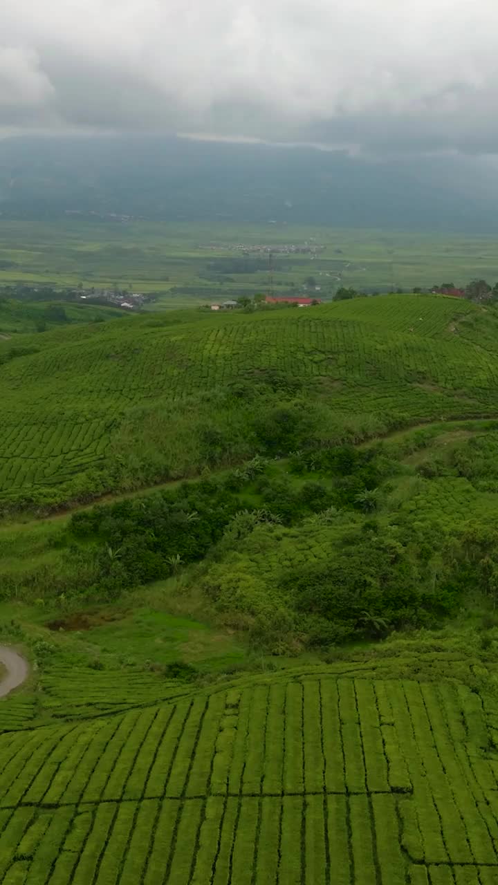 热带景观与茶园。Kayu Aro，苏门答腊岛，印度尼西亚。视频素材