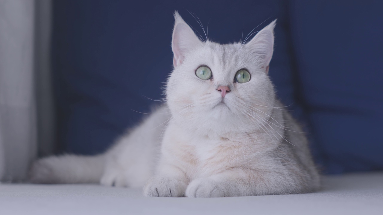 镜头特写，英国短毛猫看着镜头。可爱的小猫宠物，皮毛柔软，灰白色。VDO 4 k。视频素材