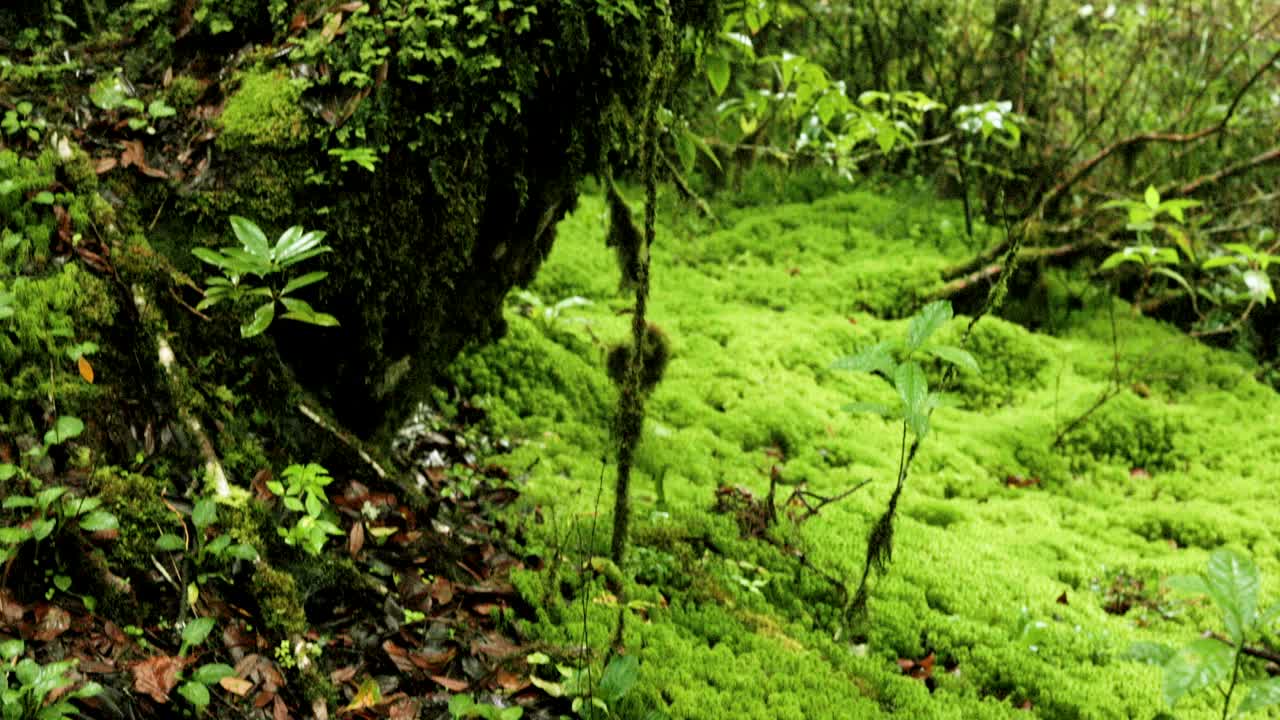 热带雨林的树木，阳光普照的树林里的树木，树根和苔藓，视频素材