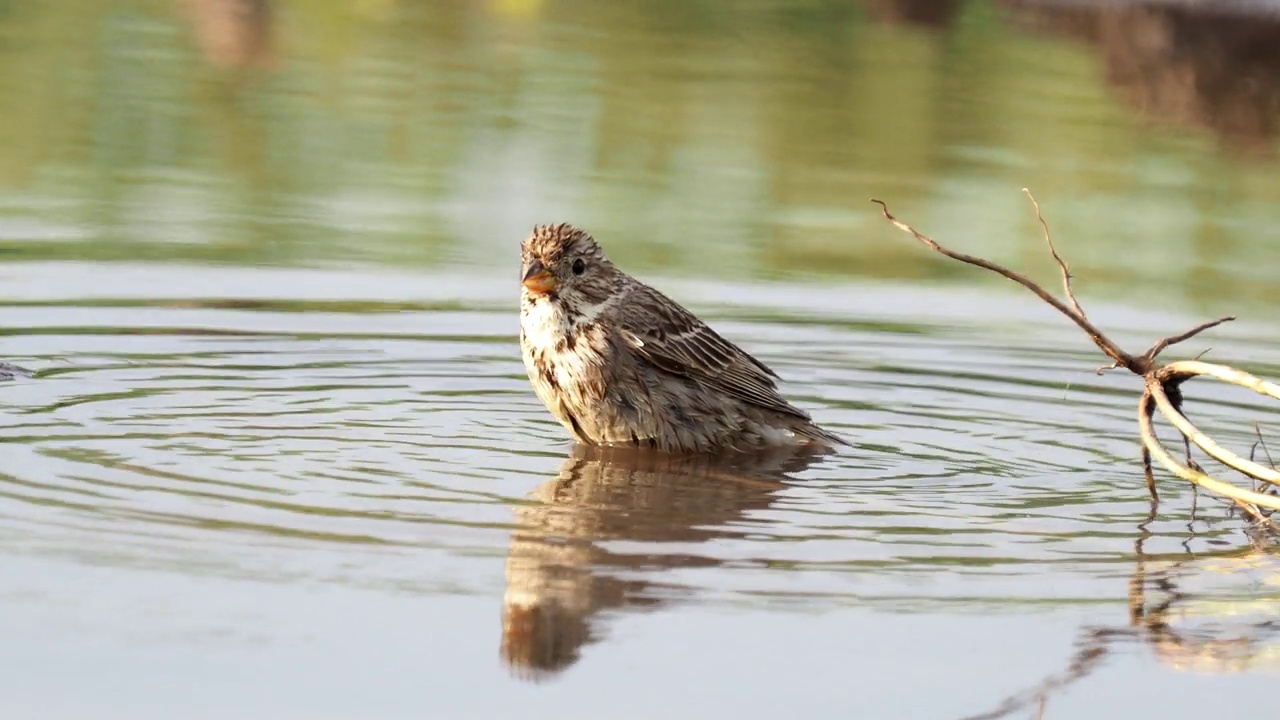 吃玉米的鸟在洗澡，Emberiza calandra视频素材