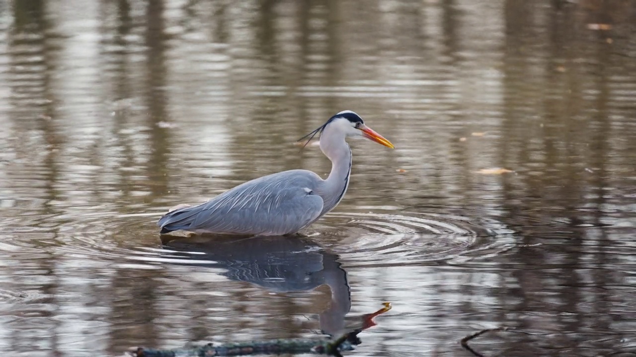 在柏林公园的一个浅池塘里，一只灰苍鹭(Ardea cinerea)正在捕捉小鱼，并用嘴叼着猎物视频素材