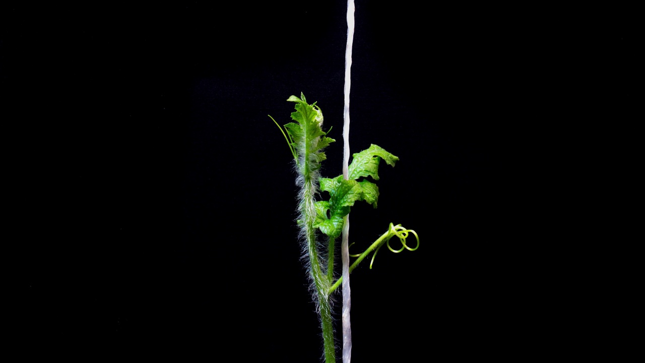 工作室拍摄-西瓜(Citrullus lanatus)，花园作物，双子叶植物和藤蔓的生长/韩国视频素材