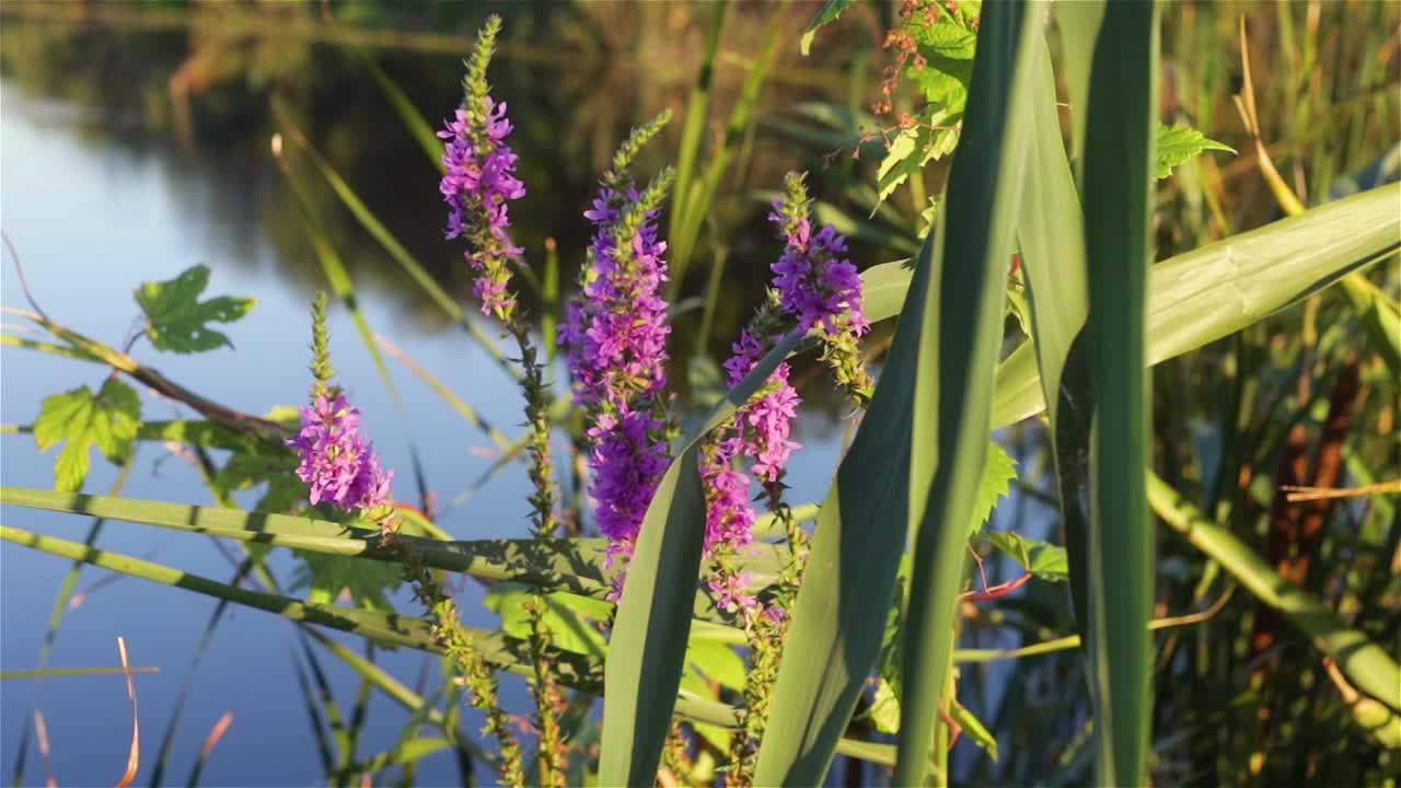 湖的背景是野花芦苇视频素材