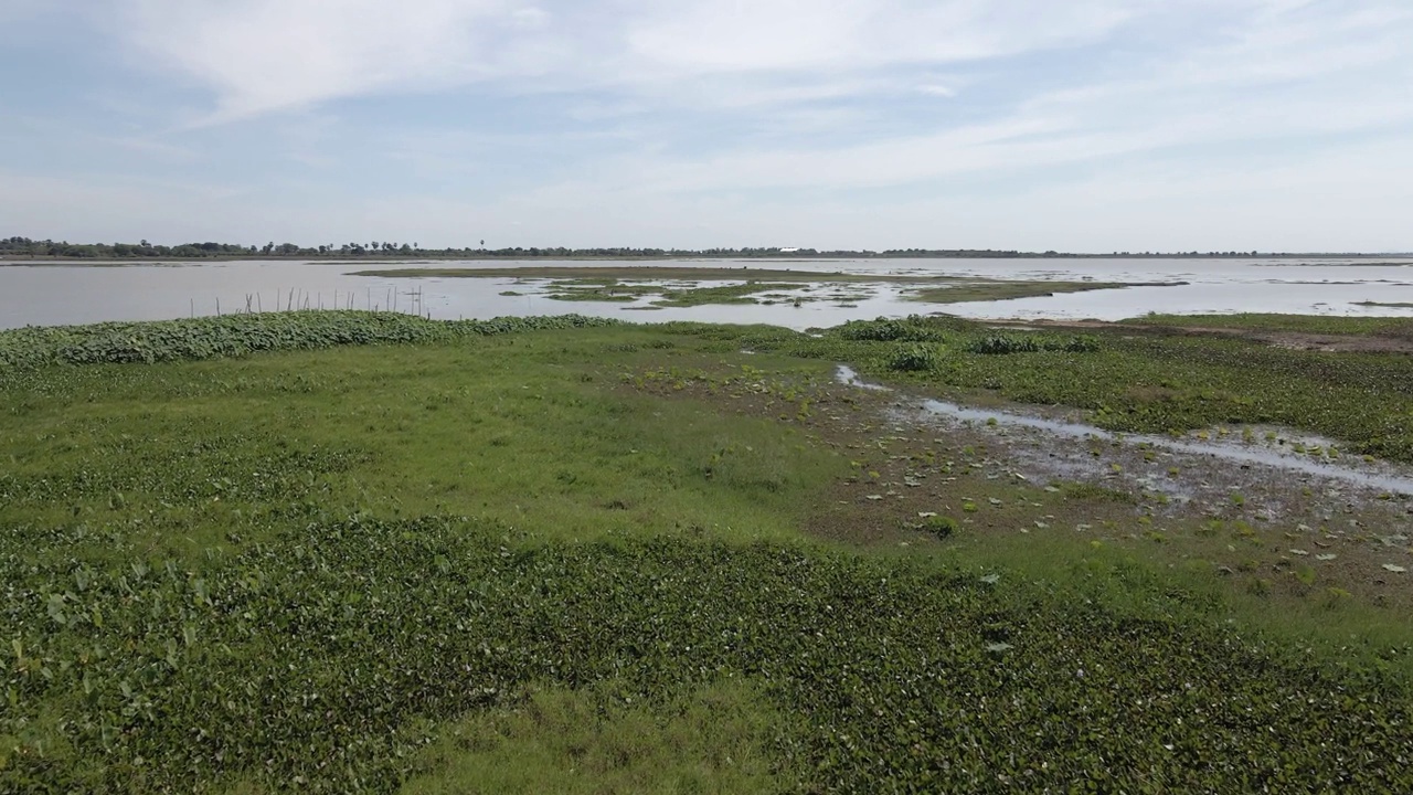 低沼泽空中飞行，绿色杂草在柬埔寨淹水湿地视频素材