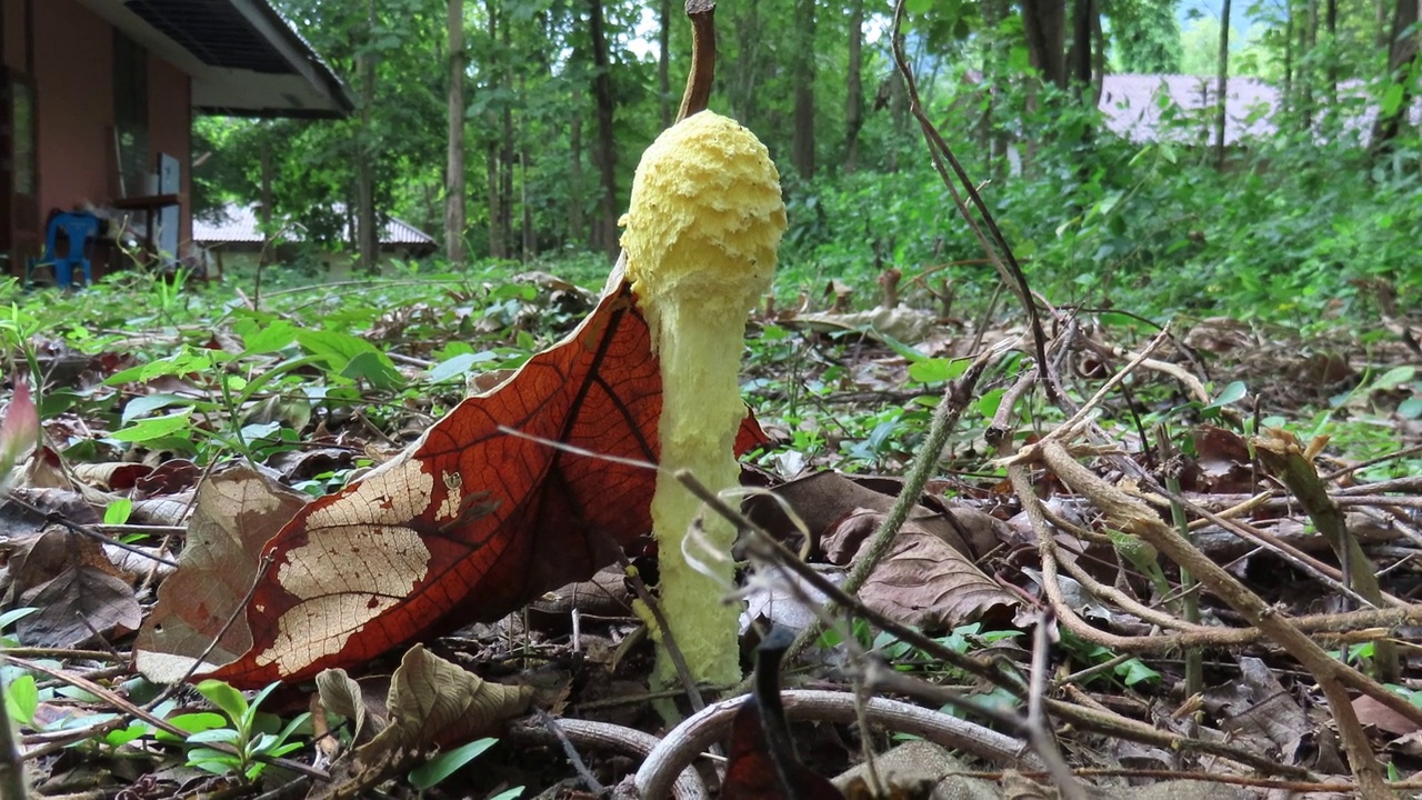 鹅膏菌视频素材